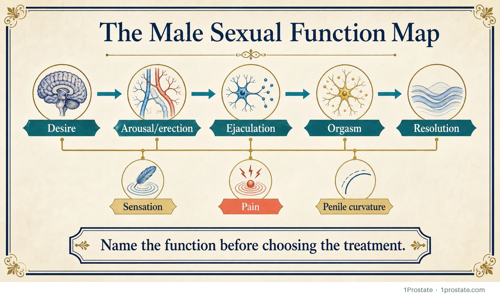 The Male Sexual Function Map