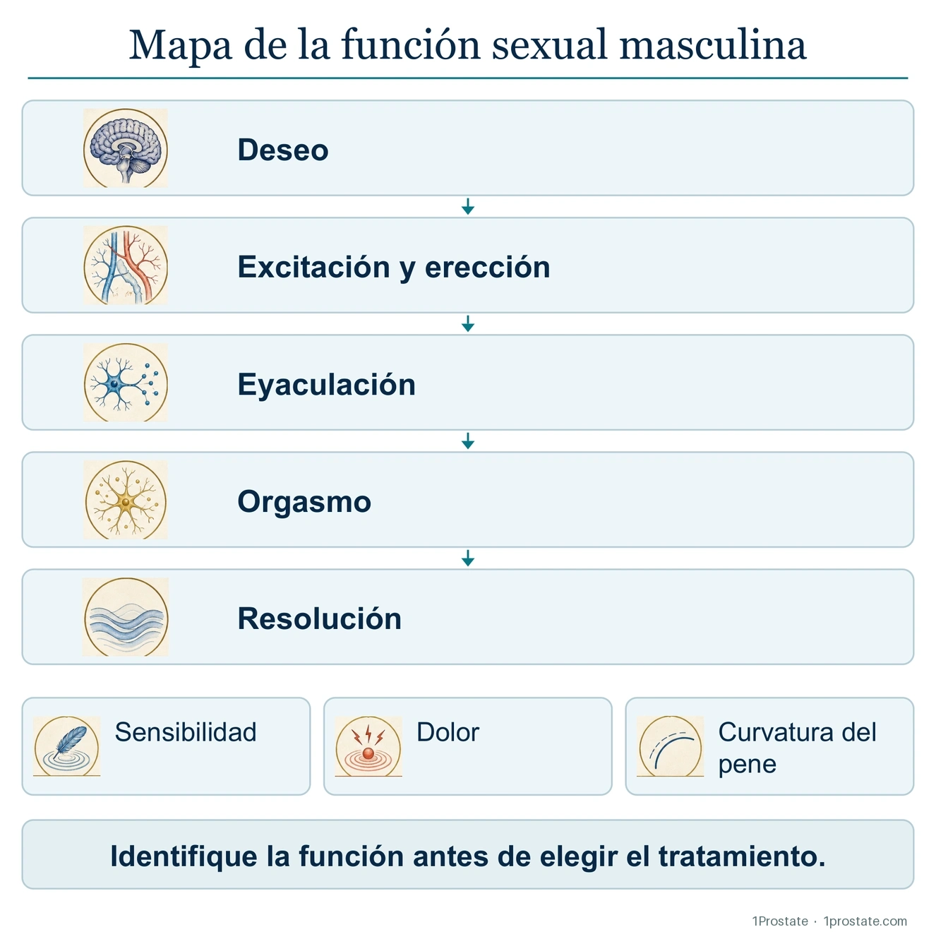 Mapa de la función sexual masculina