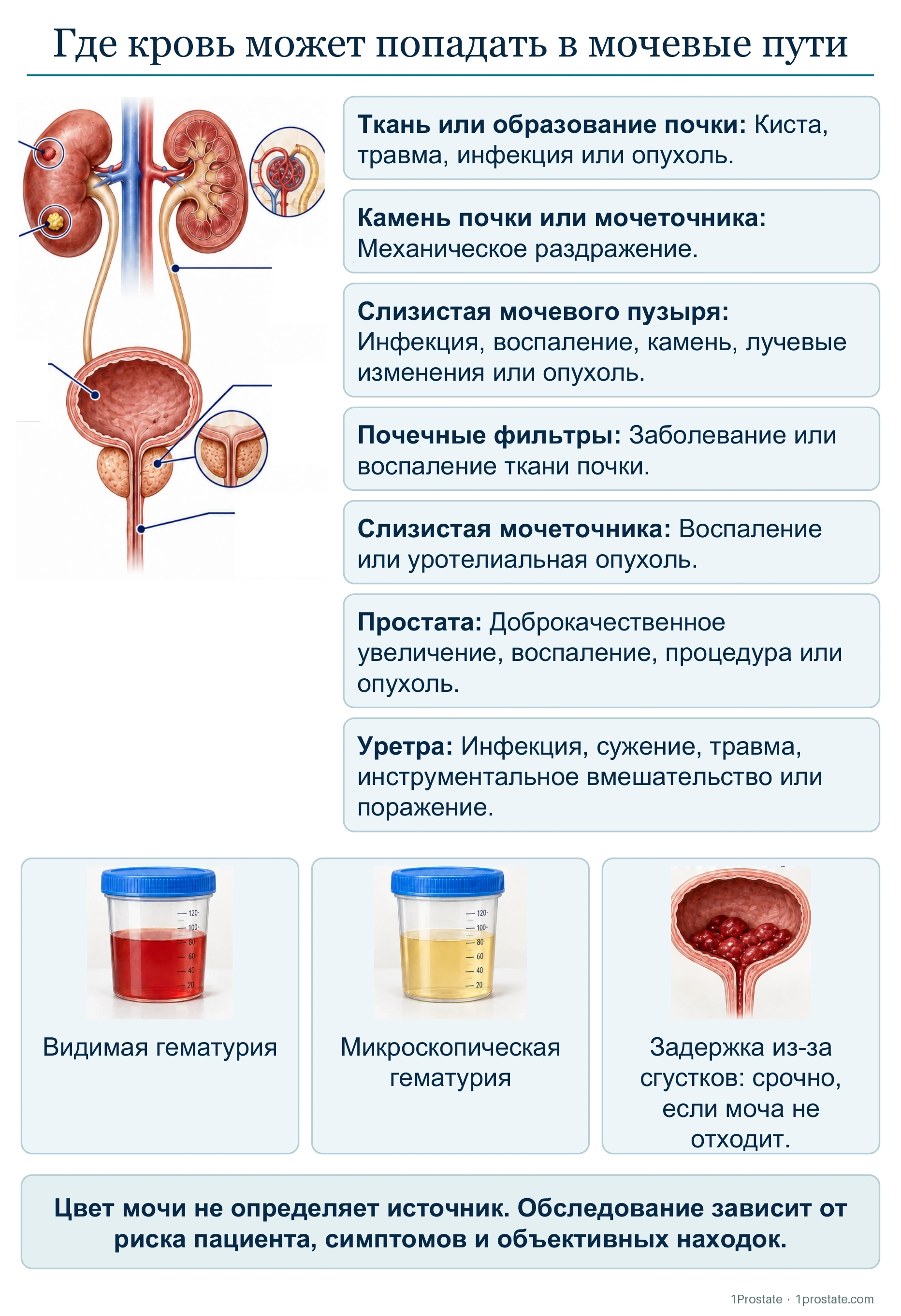 Где кровь может попадать в мочевые пути