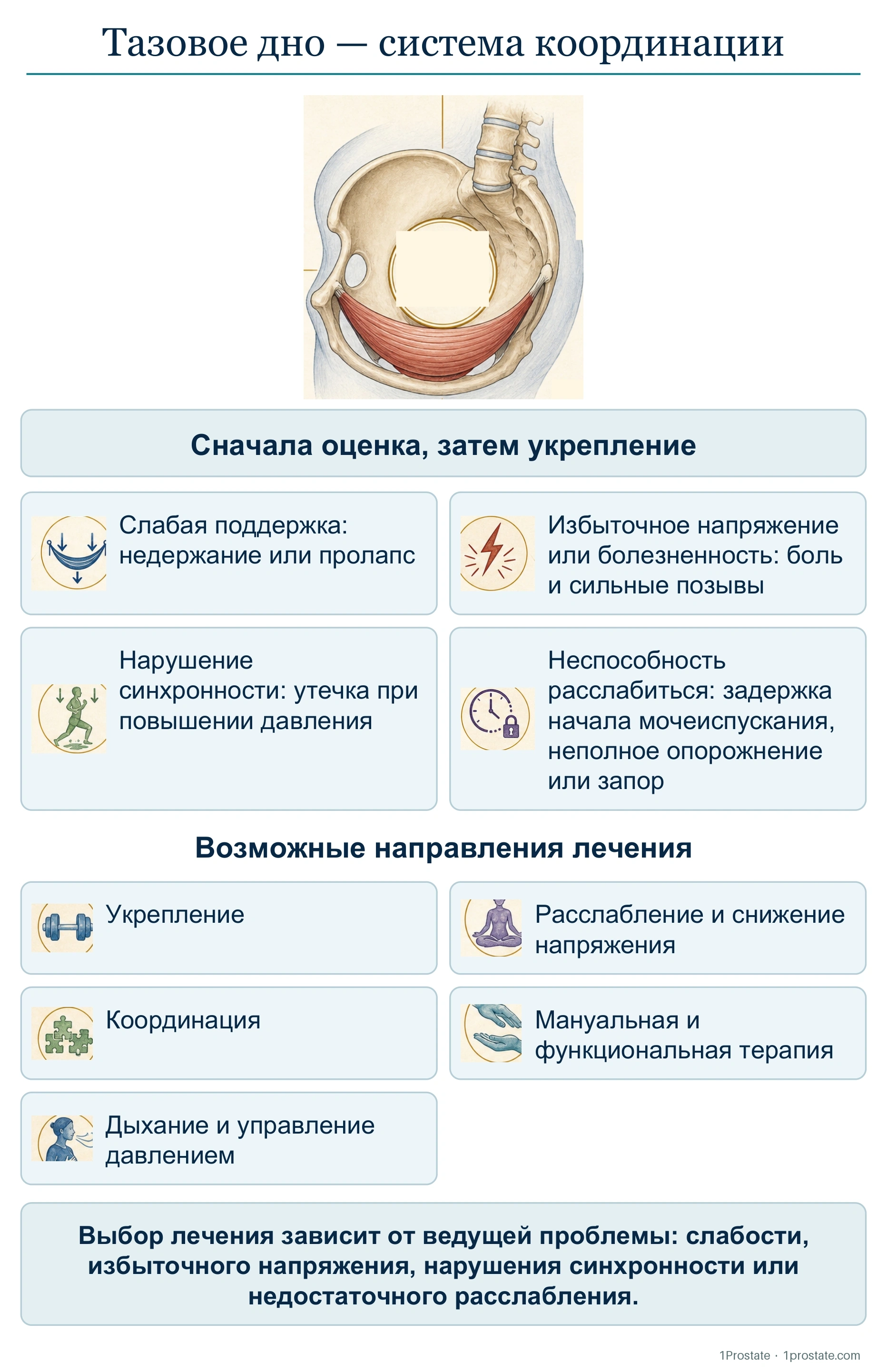 Тазовое дно — система координации