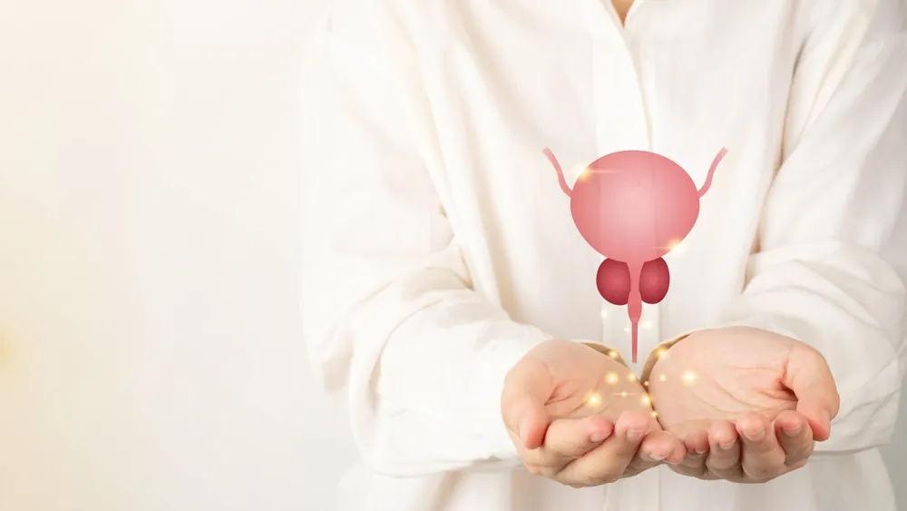 Healthy bladder and prostate gland anatomy on doctor hands. Awareness of BPH, prostate cancer, bladder cancer and men health care. Urology and male reproductive concept. Copy space.