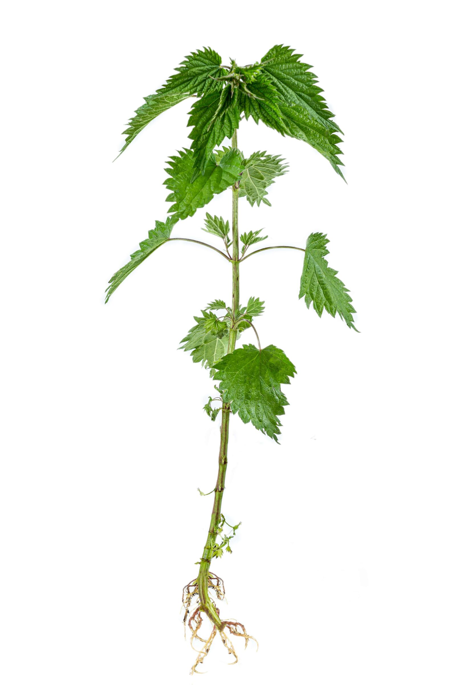 Ortiga (Urtica dioica), planta completa y con raíz, sobre fondo blanco.
